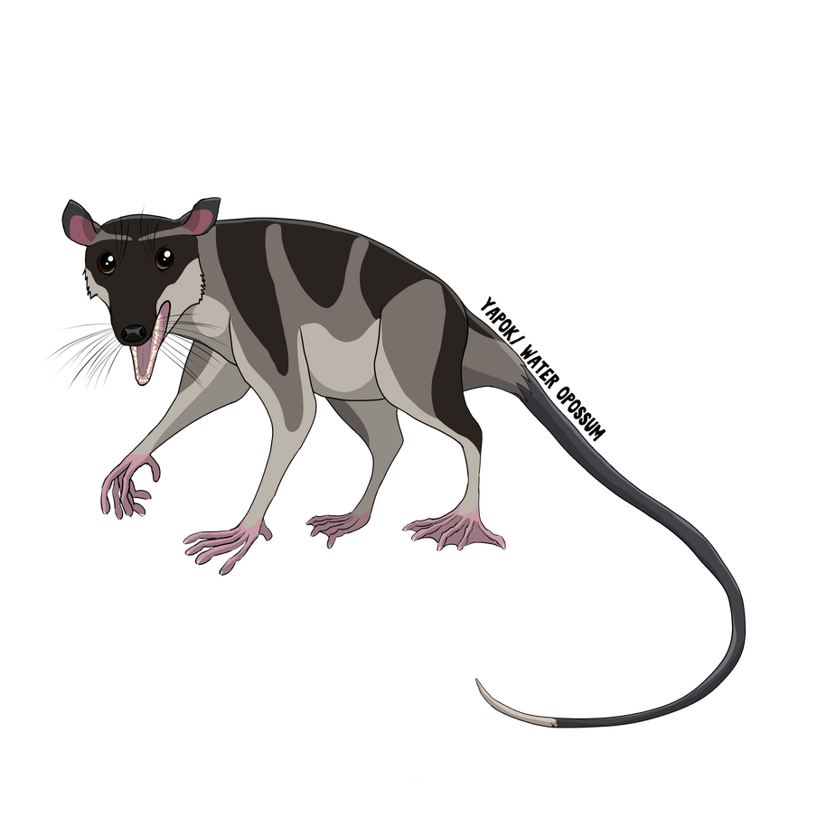 yapok/water opossum
