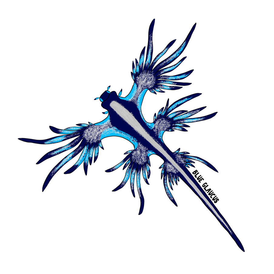 blue glaucus